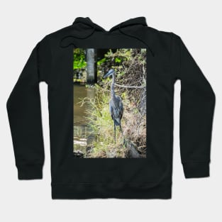 Great Blue Heron Hoodie